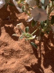 Euploca convolvulacea