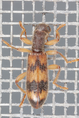 Cymatodera undulata