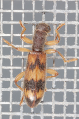 Cymatodera undulata