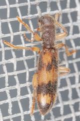 Cymatodera undulata