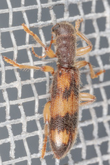 Cymatodera undulata