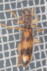 Cymatodera undulata