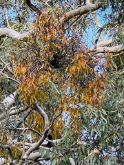 Muellerina eucalyptoides