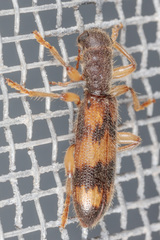 Cymatodera undulata