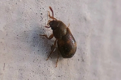 Mycetophagus