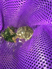 Charybdis japonica