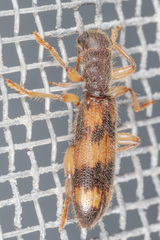 Cymatodera undulata