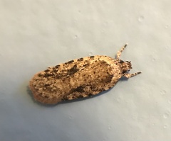 Agonopterix pulvipennella