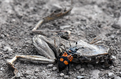 Nicrophorus hebes