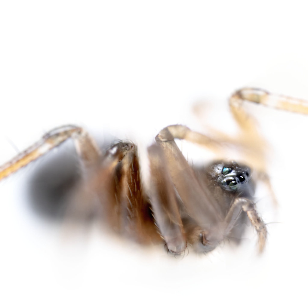 Semljicola faustus