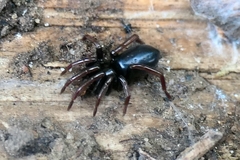 Trachyzelotes pedestris