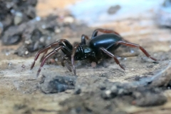 Trachyzelotes pedestris