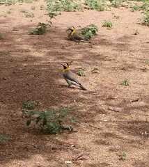 Colaptes campestris campestris