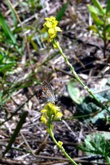 Aricia agestis