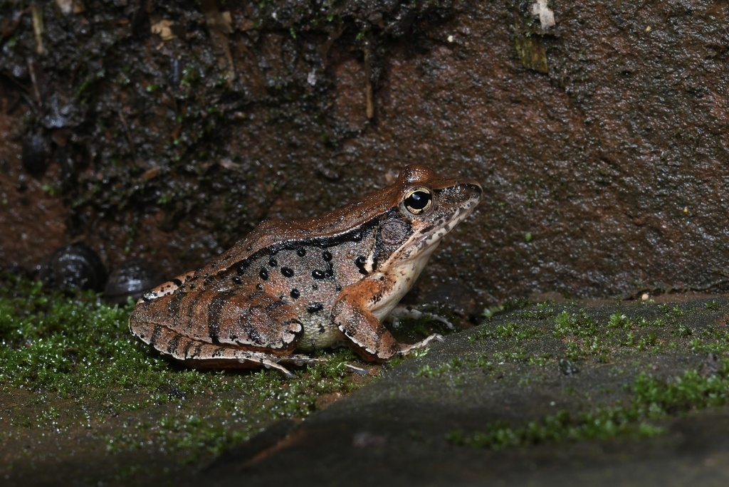 Chaochiao Brown Frog