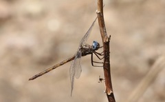 Macrothemis inacuta