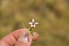 Lobelia oligophylla