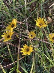 Helianthus angustifolius