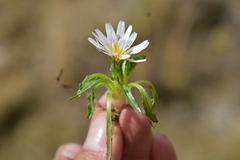 Hypochaeris taraxacoides