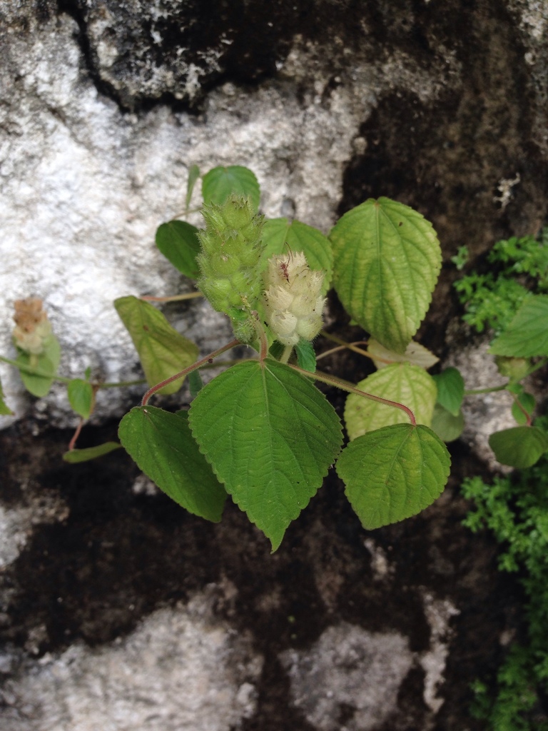Acalypha havanensis
