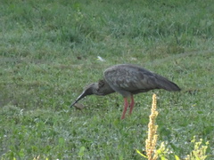 Theristicus caerulescens