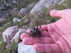 Hetrodes pupus