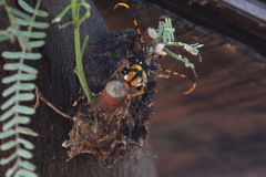 Dendrobias mandibularis