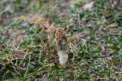 Myrosmodes paludosa