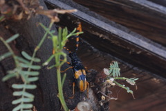 Dendrobias mandibularis