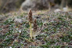 Myrosmodes paludosa