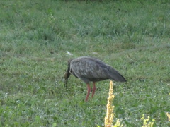 Theristicus caerulescens