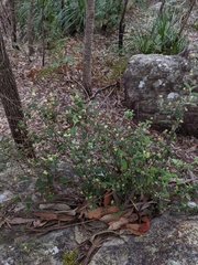 Xanthosia pilosa