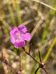 Agalinis maritima