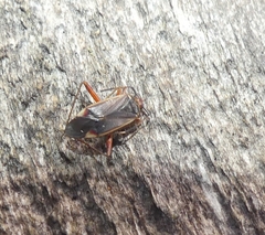 Adelphocoris rapidus