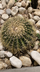 Kroenleinia grusonii