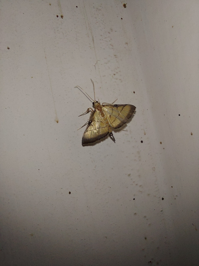 rice-leaf-roller-from-8rw2-vx8-vishramwadi-digha-holi-vasai-west