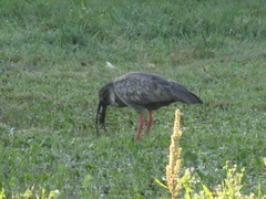 Theristicus caerulescens