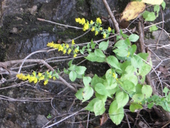 Solidago drummondii