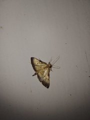 Cnaphalocrocis medinalis