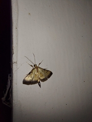 Cnaphalocrocis medinalis