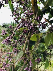 Paederia foetida