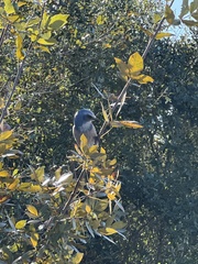 Aphelocoma coerulescens