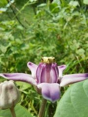 Calotropis gigantea