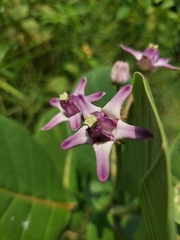 Calotropis gigantea