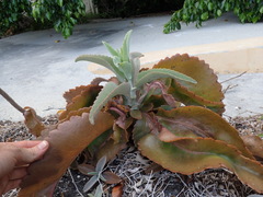 Kalanchoe gastonis-bonnieri