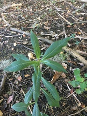 Eriobotrya japonica