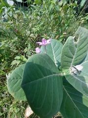 Calotropis gigantea