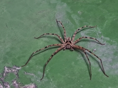 Heteropoda venatoria