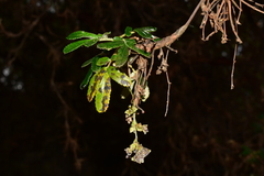 Polylepis