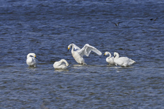 Cygnus columbianus bewickii